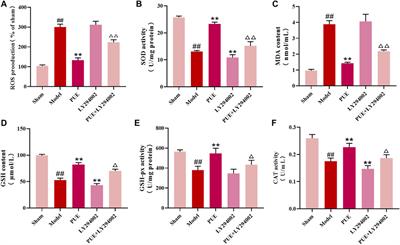 Puerarin inhibited oxidative stress and alleviated cerebral ischemia-reperfusion injury through PI3K/Akt/Nrf2 signaling pathway